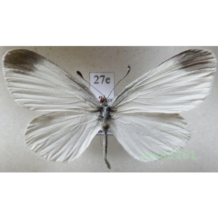 Leptidea sinapis (Linnaeus, 1758) male Wietek gorczycznik Poland27e